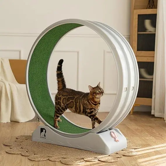 Cat Exercise Wheel
