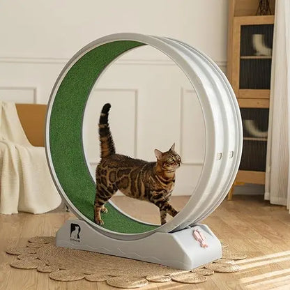 Cat Exercise Wheel