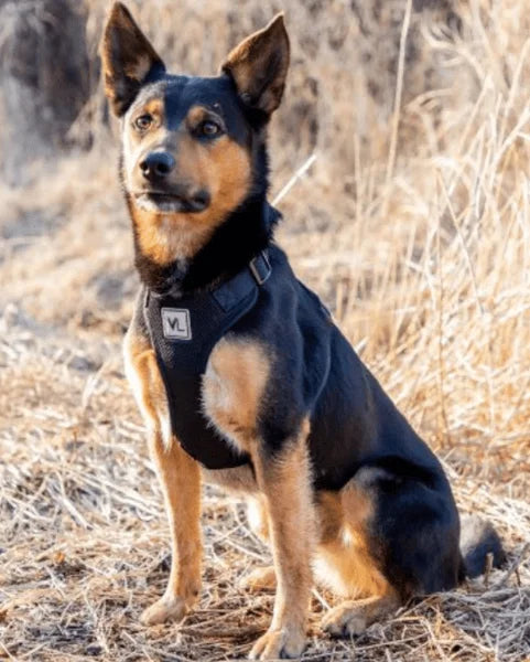 Reflective Dog Walking Harness