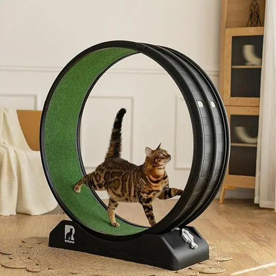 Cat Exercise Wheel